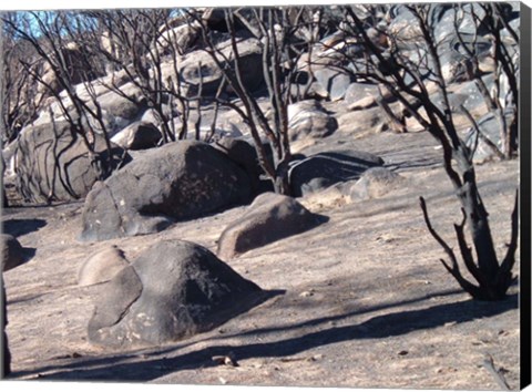 Framed Burned Forest 7 Print