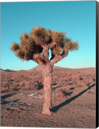 Framed Joshua Tree Print