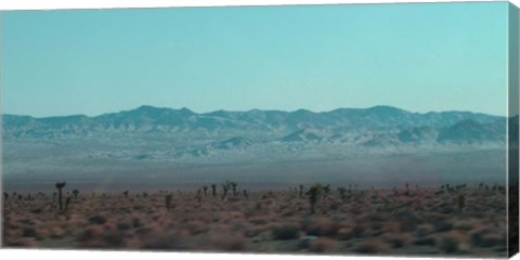 Framed Joshua Trees Print