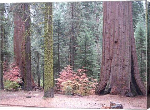 Framed Sequoia Trees Print