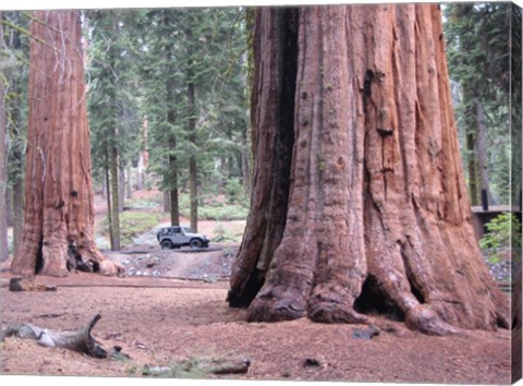 Framed Sequoia Trees 1 Print