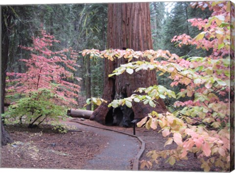 Framed Sequoia Trees 2 Print