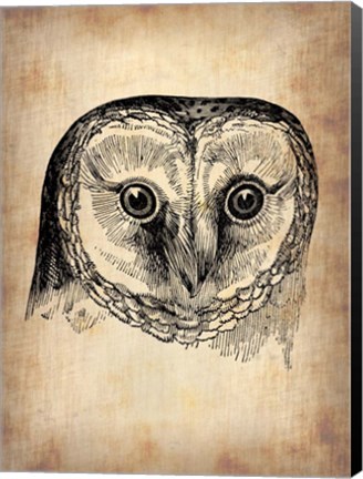 Framed Vintage Owl Print