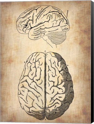 Framed Vintage Brain Anatomy Print