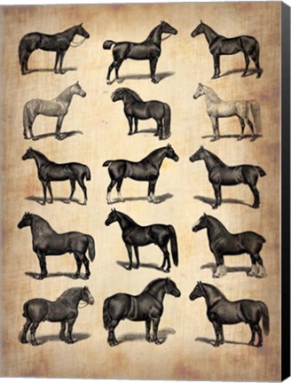 Framed Vintage Horses Collection Print