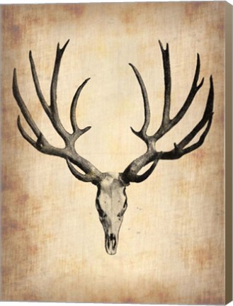 Framed Vintage Deer Scull Print