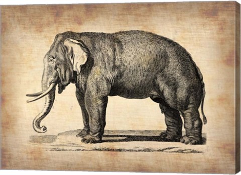 Framed Vintage Elephant Print