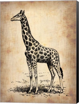 Framed Vintage Giraffe Print