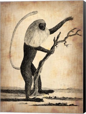 Framed Vintage Monkey Print