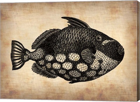 Framed Vintage Fish Print