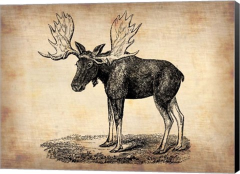 Framed Vintage Moose Print