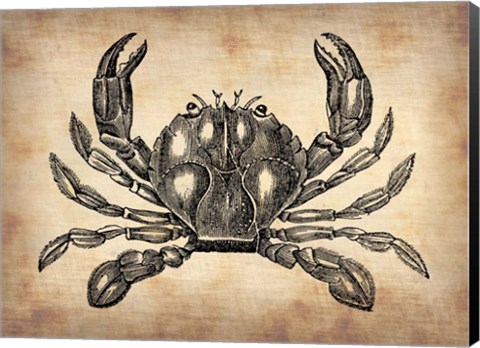 Framed Vintage Crab Print