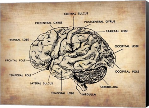 Framed Vintage Brain Map Anatomy Print