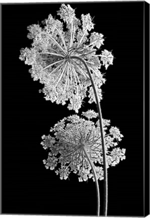 Framed Queen Anne Lace Print