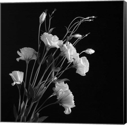 Framed White Flowers Gray Print