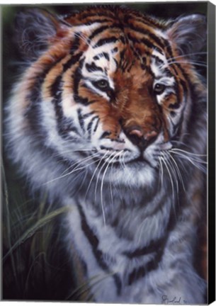 Framed Tiger In The Midst Print