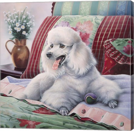 Framed White Poodle Print