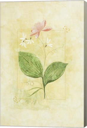Framed Pink Bloom 1 Print