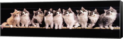 Framed Klassical Kittens Print