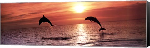 Framed Sunset Dolphins Print