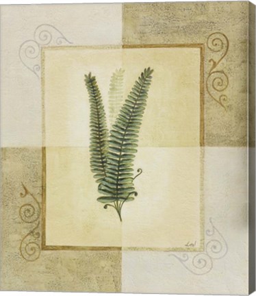 Framed Ferns II Print