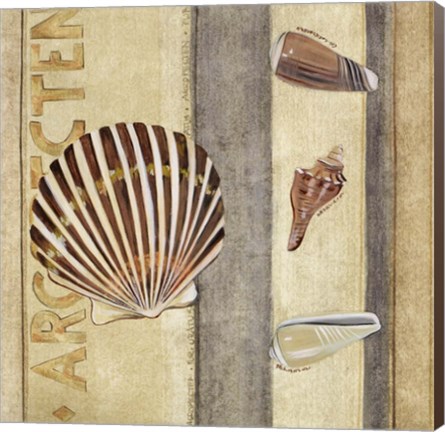 Framed Shell Collage II Print