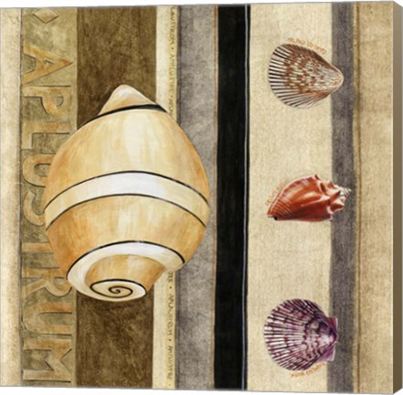 Framed Shell Collage I Print