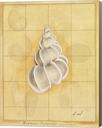 Framed Shell Grid I Print