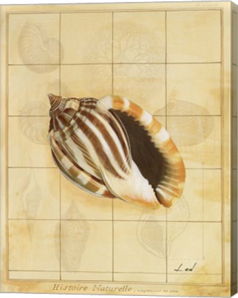 Framed Shell Grid II Print