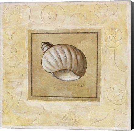 Framed Bonnet Shell Print