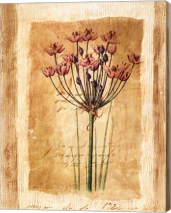 Framed Botanical IV Print