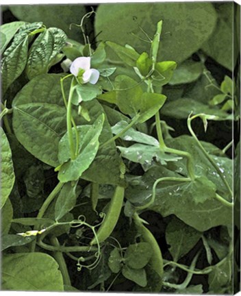 Framed Sweet Pea Snap Pea Print