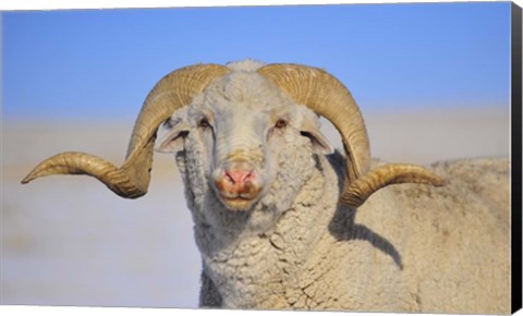 Framed Large Ram Print