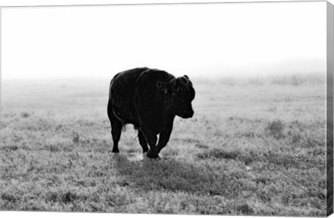 Framed Bull After Ice Storm Print