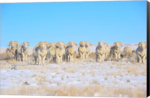 Framed Line Em Up Rams Print