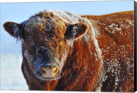 Framed Bull on Ice Print