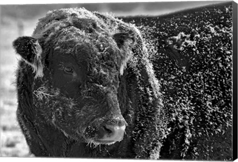 Framed Snow Covered Ice Bull Print