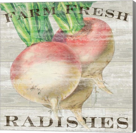 Framed Farm Fresh Radishes Print