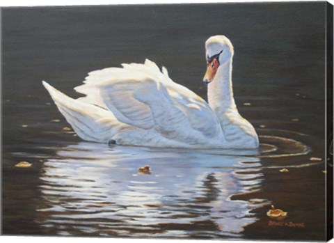 Framed Illuminated Swan Print