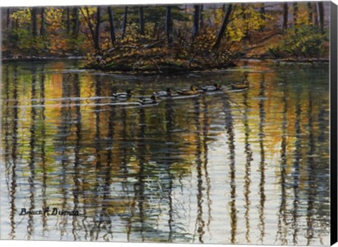 Framed Autumn Mallards 1 Print
