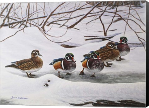 Framed Winter Wood Ducks Print