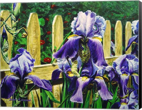 Framed Iris By The Fence Print