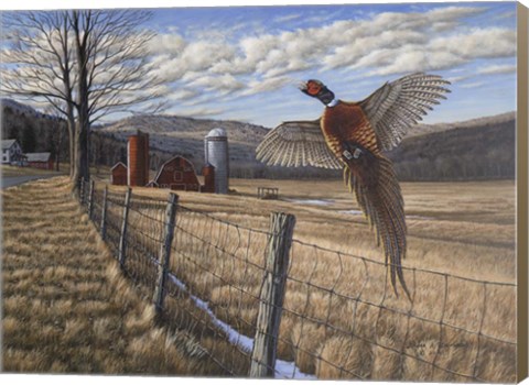 Framed Pheasant Print