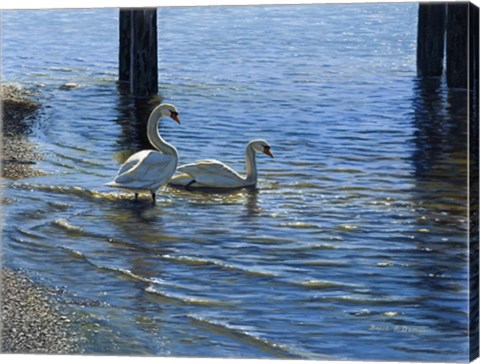 Framed Glistening Water Swans Print