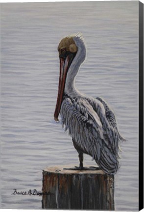Framed Resting Pelican Print