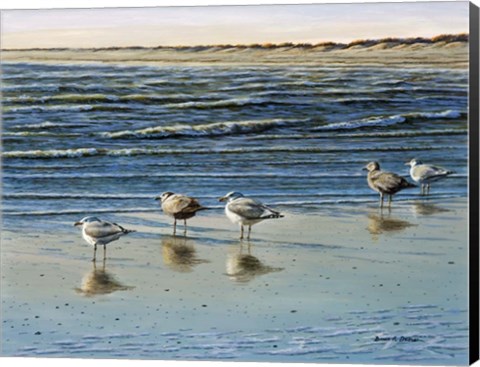 Framed Cape May Herring Gulls Print