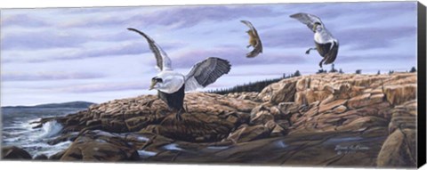 Framed Acadia Visitors Print