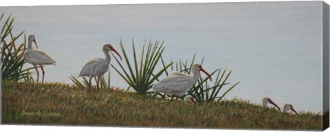 Framed Ibis Outing Print