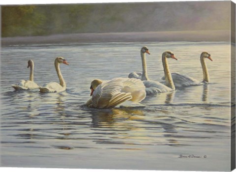Framed Hanover Swans Six Print