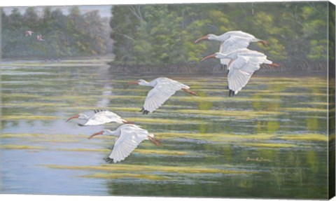 Framed Flight of the Ibis Print